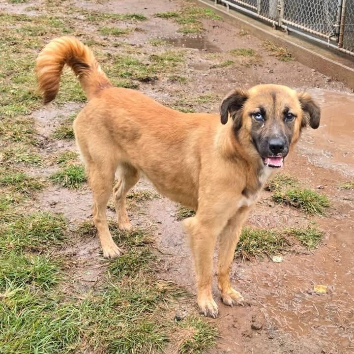 Enlarge Nesmae, a Adoptable mixed breed in Sand Springs, OK image 2/6