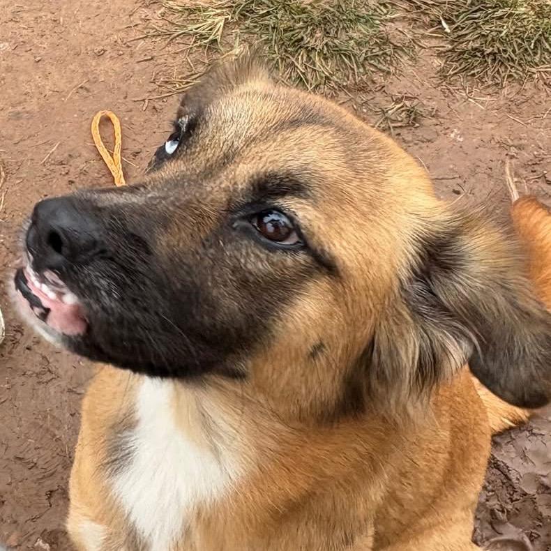 Enlarge Nesmae, a Adoptable mixed breed in Sand Springs, OK image 3/6