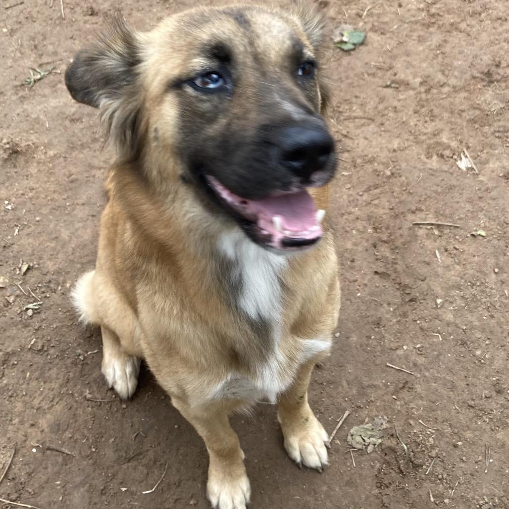 Enlarge Nesmae, a Adoptable mixed breed in Sand Springs, OK image 4/6