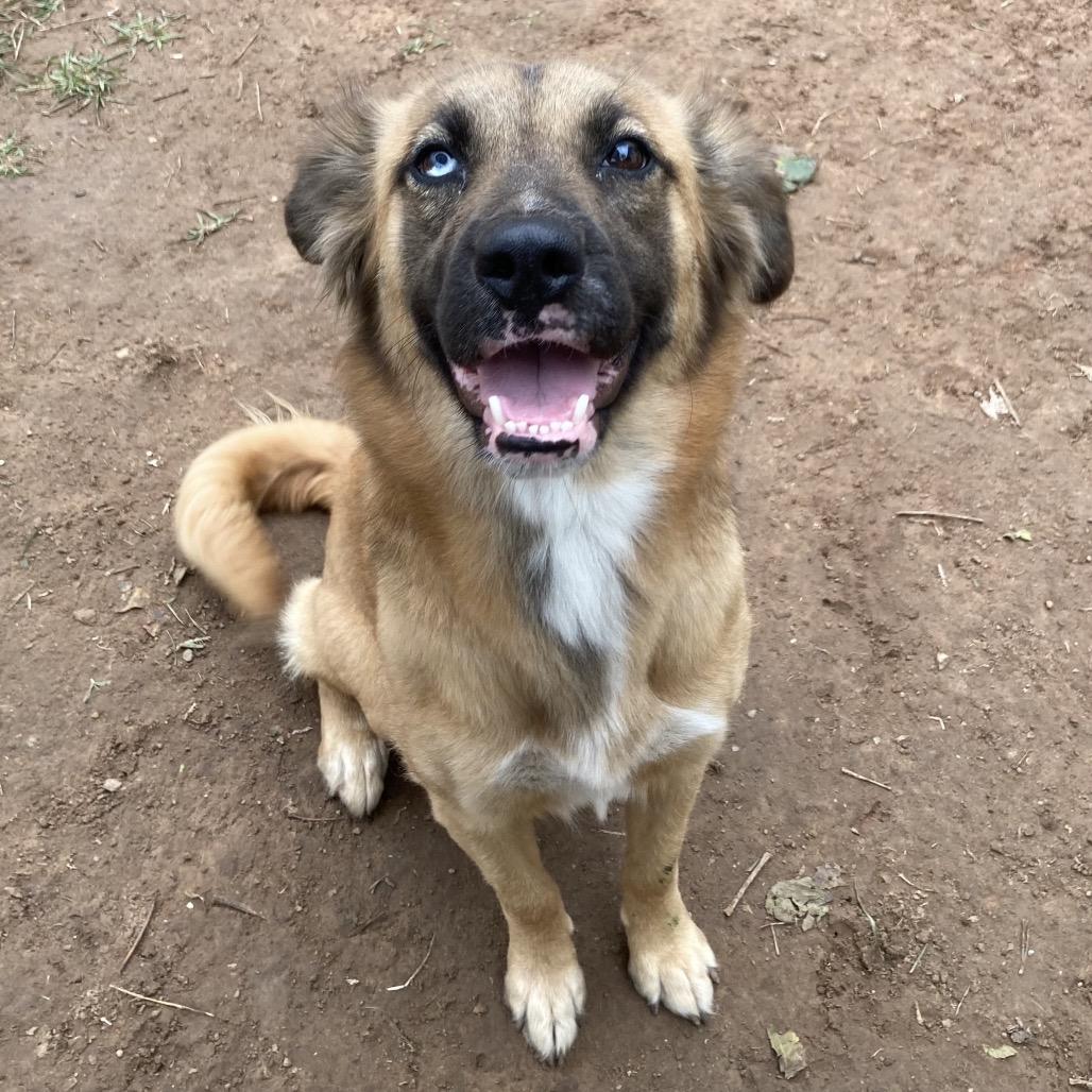 Enlarge Nesmae, a Adoptable mixed breed in Sand Springs, OK image 5/6