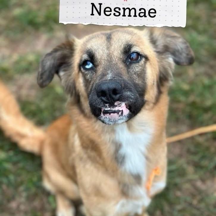 Enlarge Nesmae, a Adoptable mixed breed in Sand Springs, OK image 6/6
