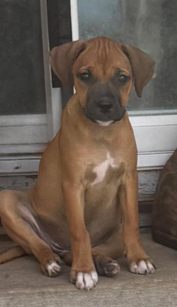 Almond, Adoptable, Puppy Female Mixed Breed.