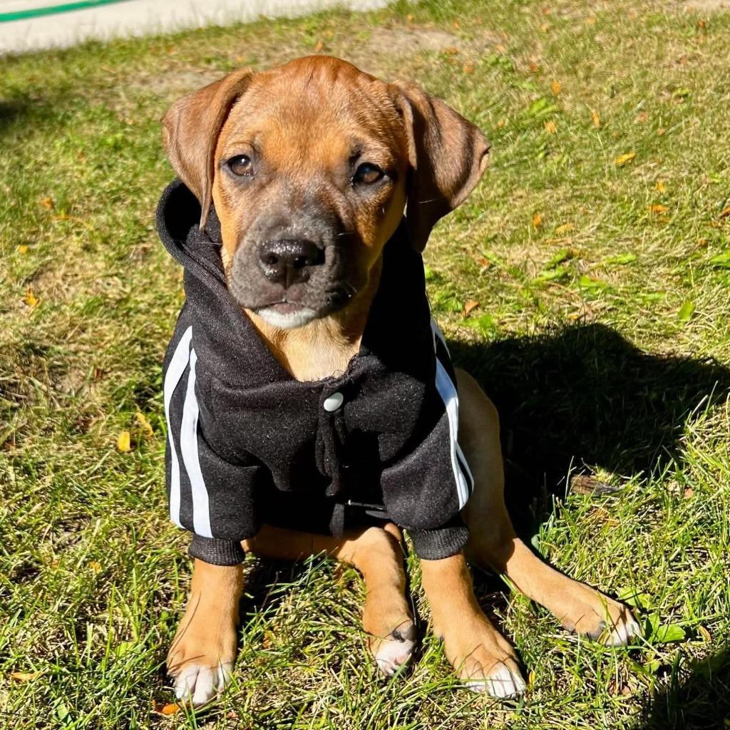 Enlarge Almond, a Adoptable mixed breed in sun prairie, WI image 2/2