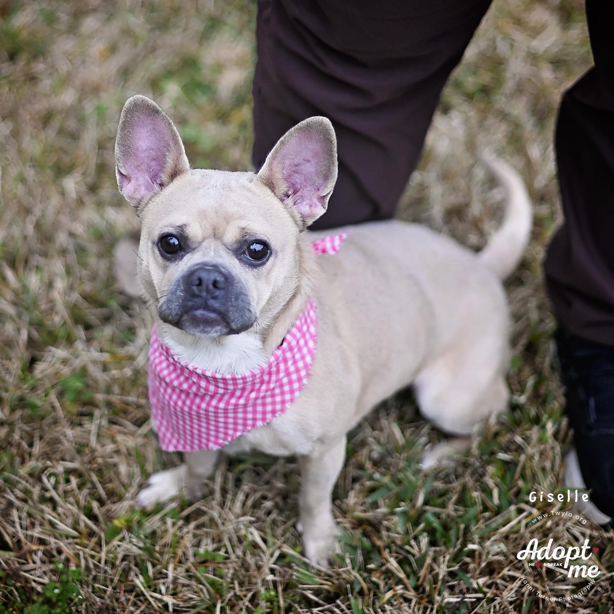 Giselle, a ADOPTABLE mixed breed in Kingwood, TX image 3/6