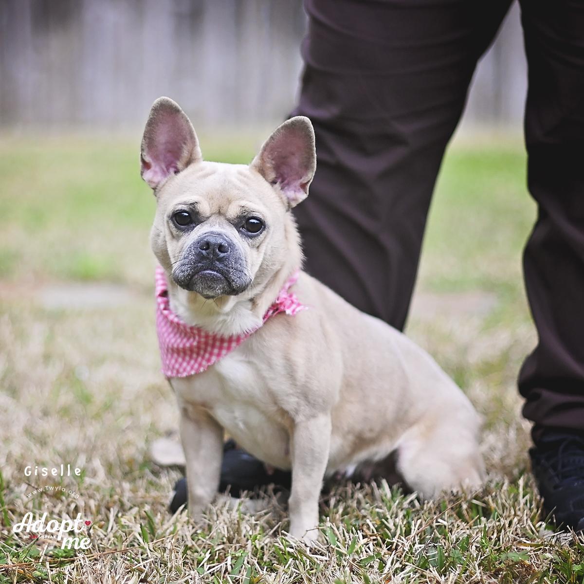 Giselle, a ADOPTABLE mixed breed in Kingwood, TX image 6/6