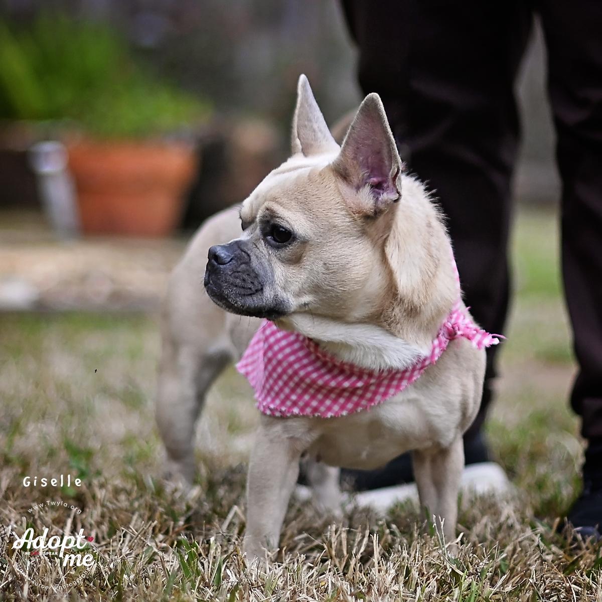 Giselle, a ADOPTABLE mixed breed in Kingwood, TX image 5/6