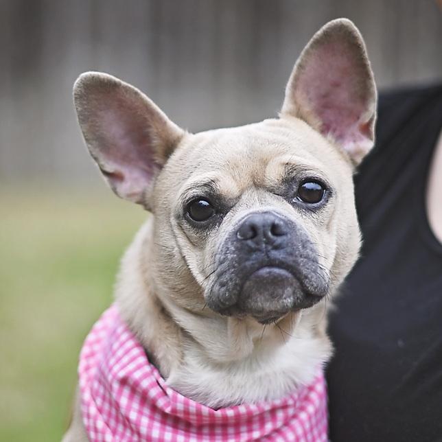 Giselle, a ADOPTABLE mixed breed in Kingwood, TX image 1/6