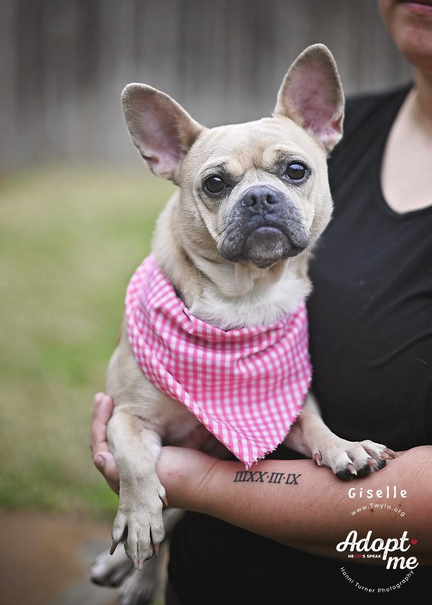 Giselle, a ADOPTABLE mixed breed in Kingwood, TX image 4/6