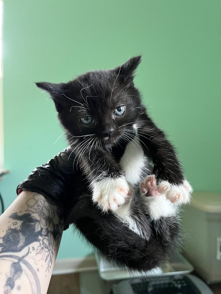 Fawn, Adoptable, Kitten Female Domestic Short Hair.