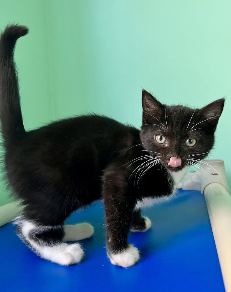 Enlarge Fawn, a Adoptable Domestic Short Hair in Emerald Isle, NC image 2/3