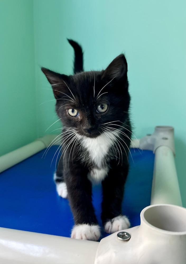 Enlarge Fawn, a Adoptable Domestic Short Hair in Emerald Isle, NC image 3/3
