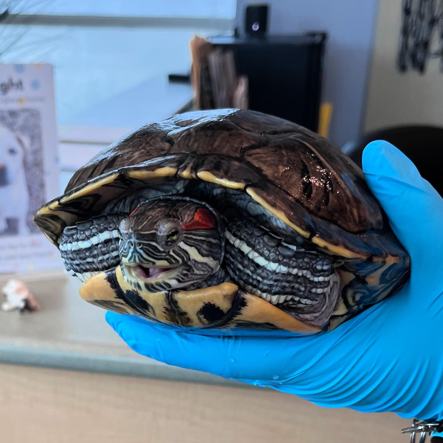 Enlarge Sharon, an adopted Red-Eared Slider in Lindon, UT image 1/1