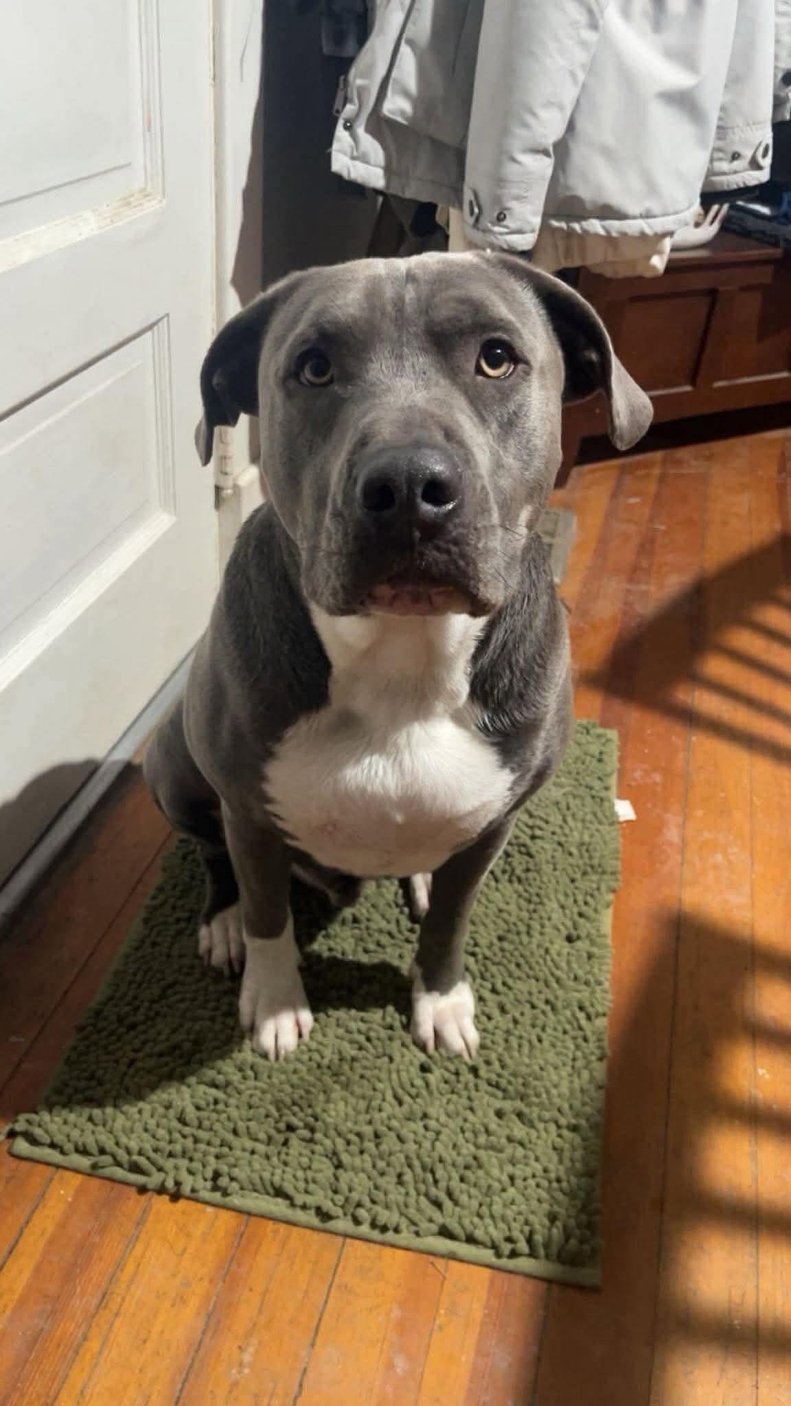 Blue, Adoptable, Adult Male Pit Bull Terrier.