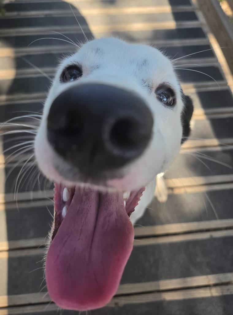 Boomer, Adoptable, Puppy Male Pointer & Mixed Breed.