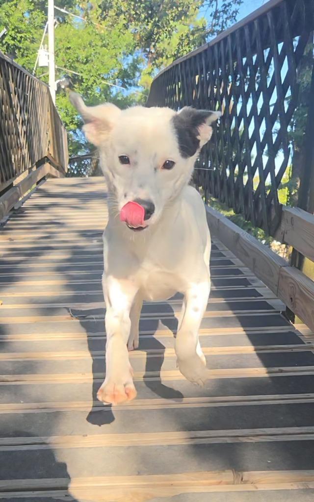 Enlarge Boomer, a Adoptable mixed breed in Sherwood, AR image 2/6