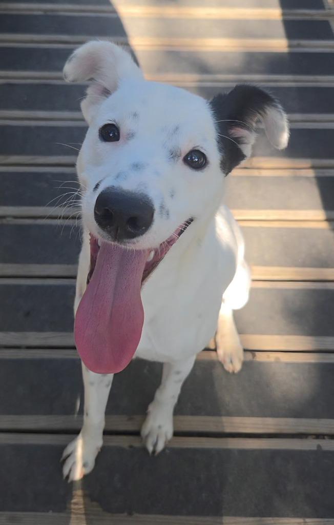Enlarge Boomer, a Adoptable mixed breed in Sherwood, AR image 4/6