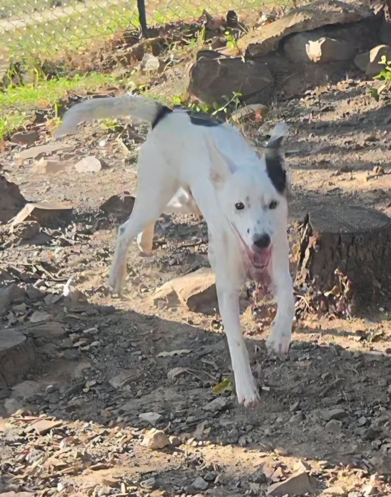 Enlarge Boomer, a Adoptable mixed breed in Sherwood, AR image 5/6