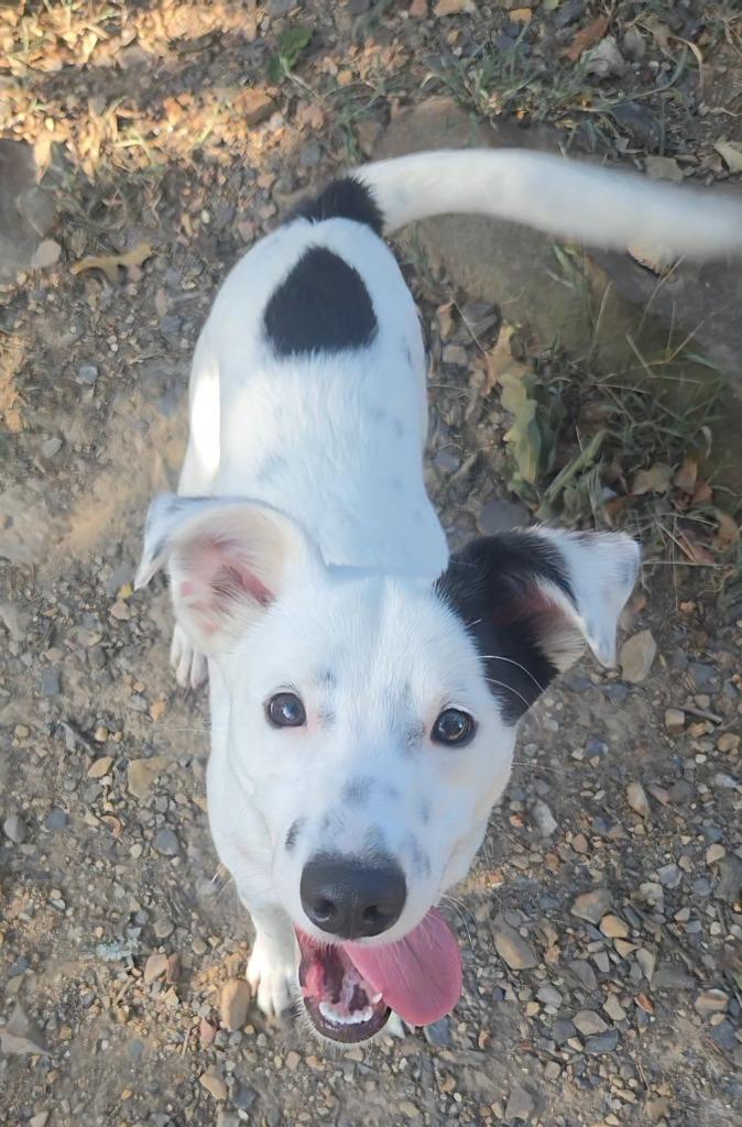 Enlarge Boomer, a Adoptable mixed breed in Sherwood, AR image 6/6