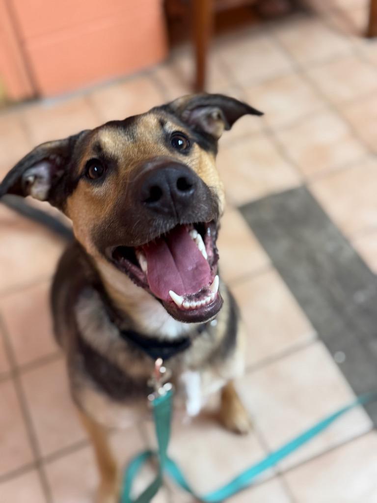 Enlarge Daisy, a Adoptable mixed breed in Hyde Park, NY image 1/2