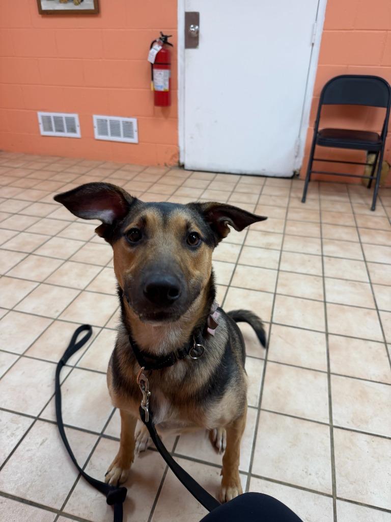 Enlarge Daisy, a Adoptable mixed breed in Hyde Park, NY image 2/2