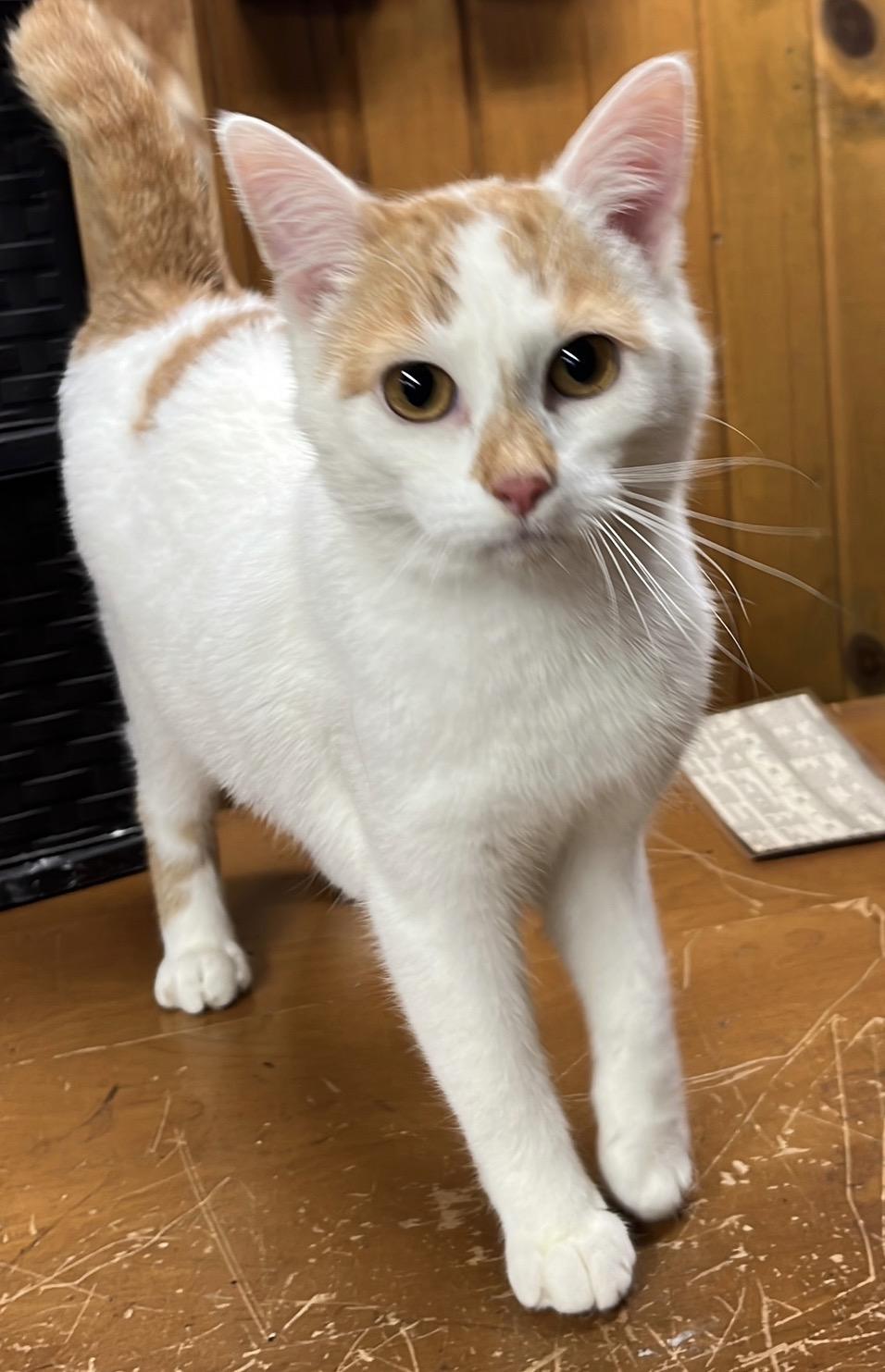 Dorothy , a Adoptable Domestic Short Hair in Naperville, IL image 5/6