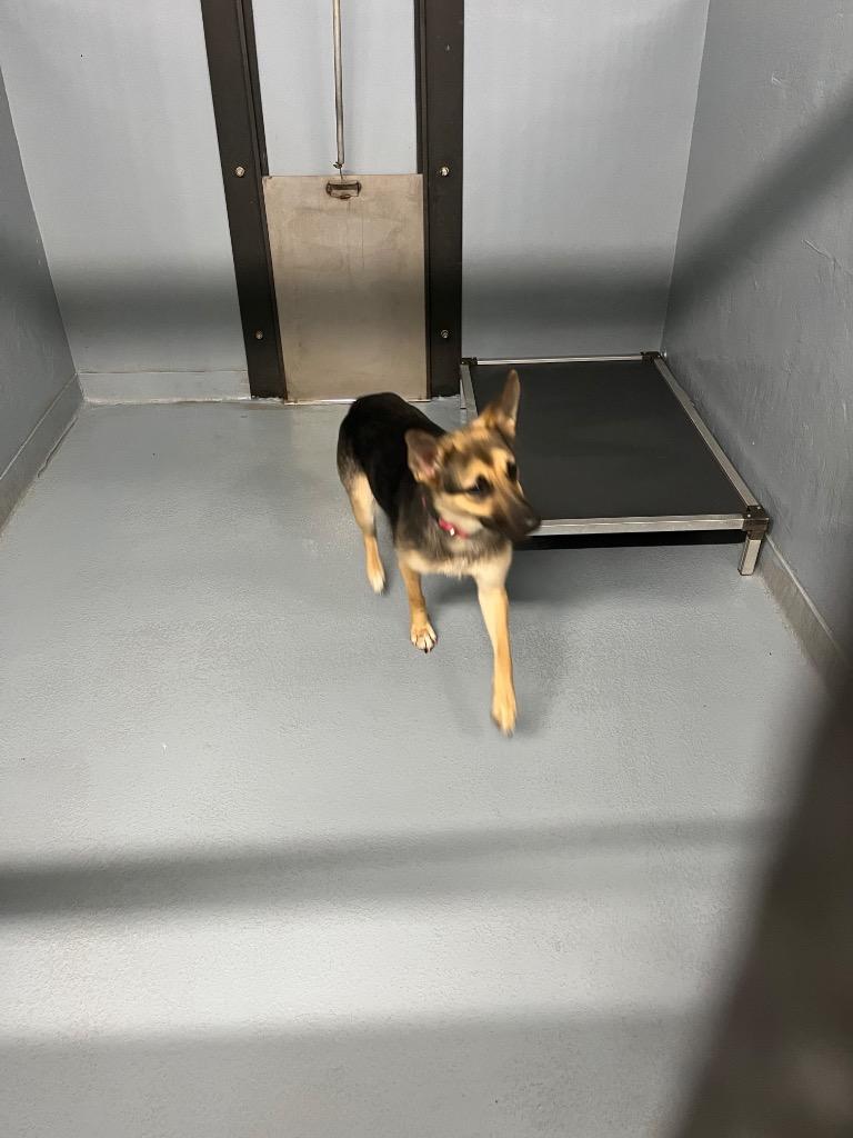 Evie, Adoptable, Young Female German Shepherd Dog & Mixed Breed.