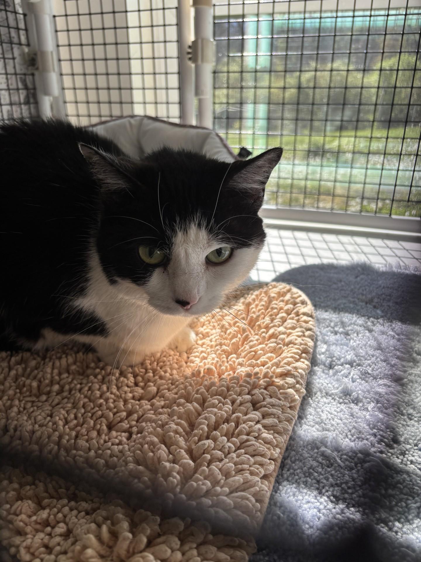 Mugwort, a ADOPTABLE Domestic Short Hair in Altoona, PA image 2/2