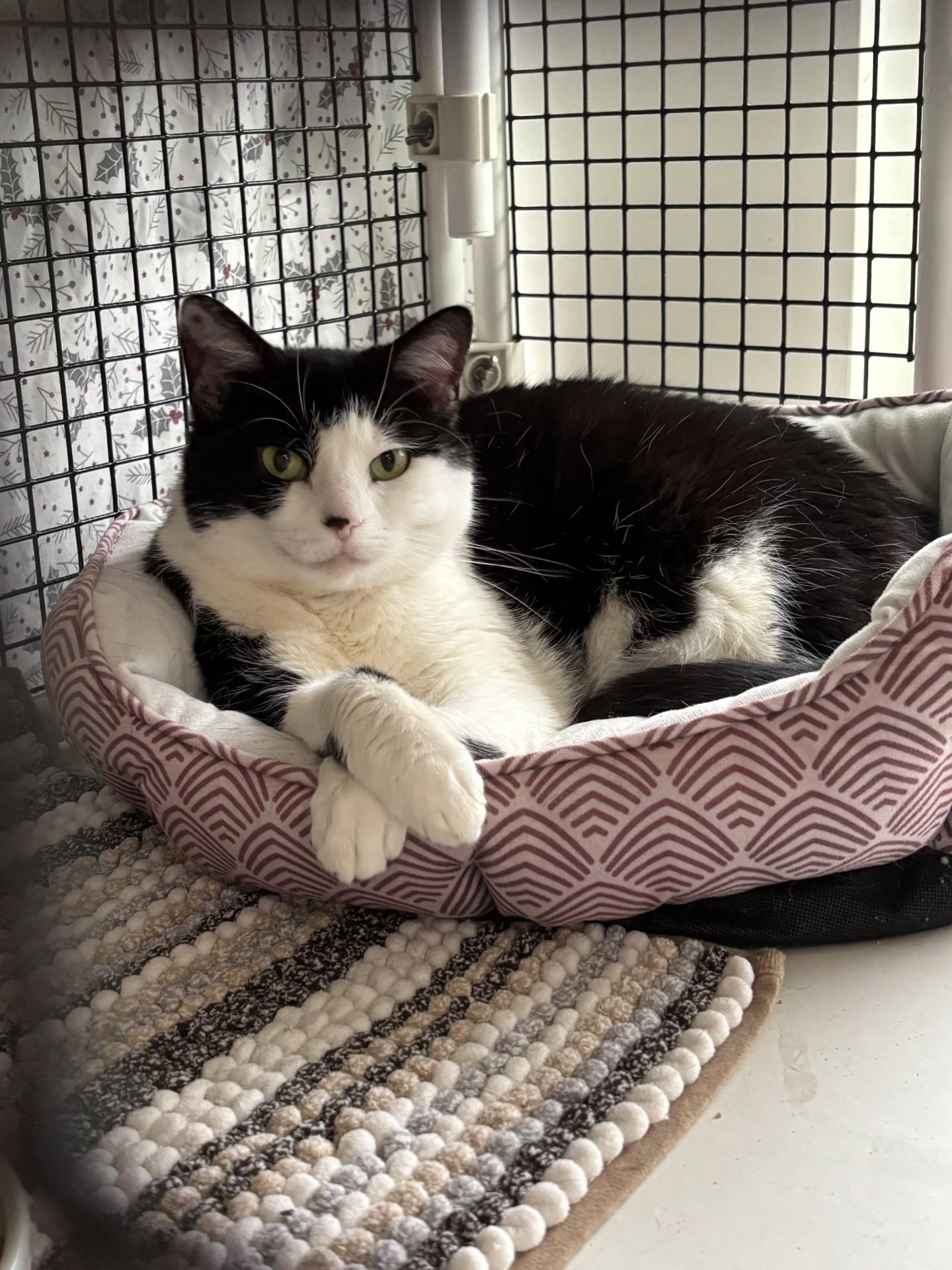 Mugwort, ADOPTABLE, Adult Female Domestic Short Hair.