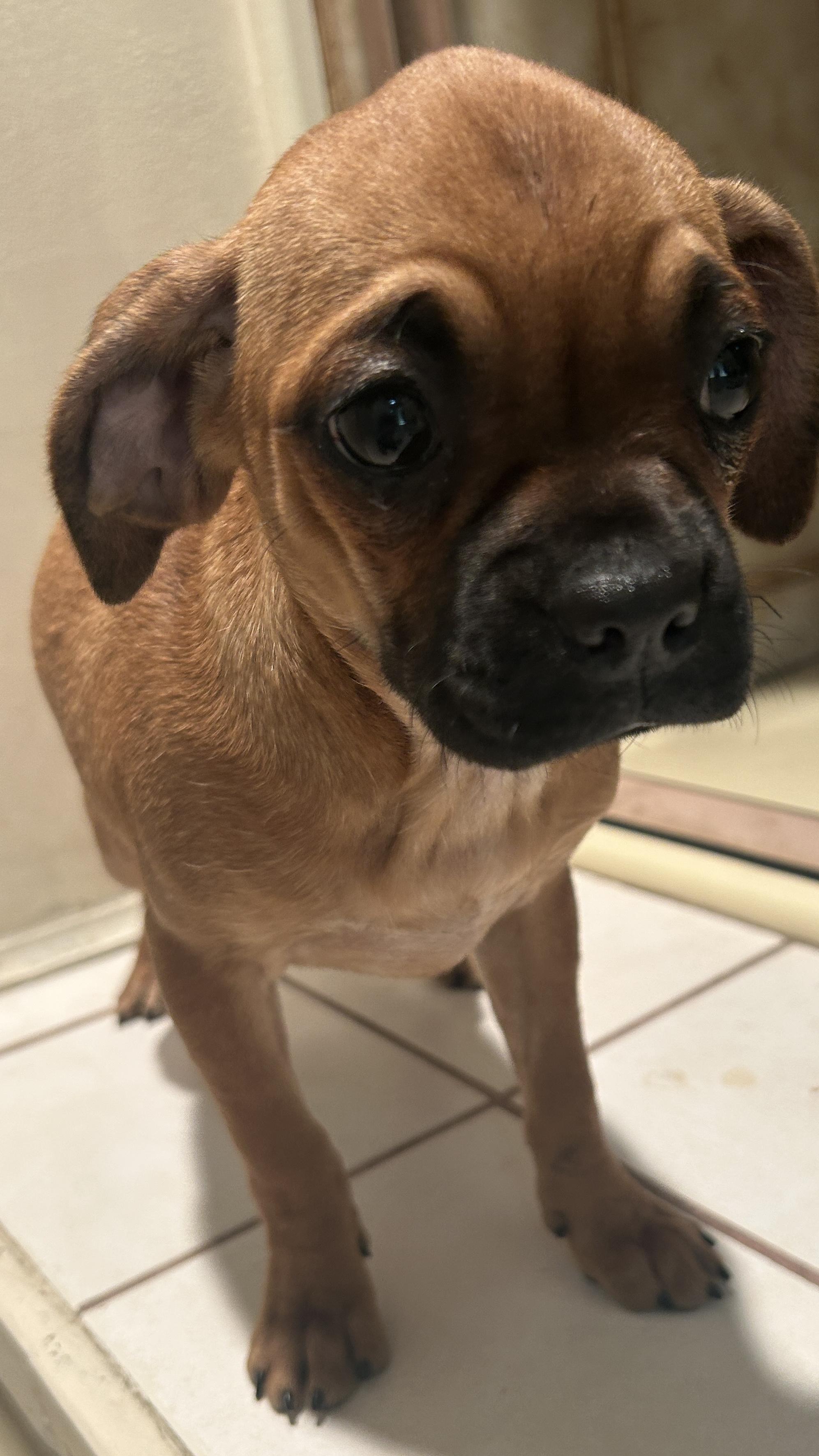 PETULA, ADOPTABLE, Puppy Female Pug & Dachshund.