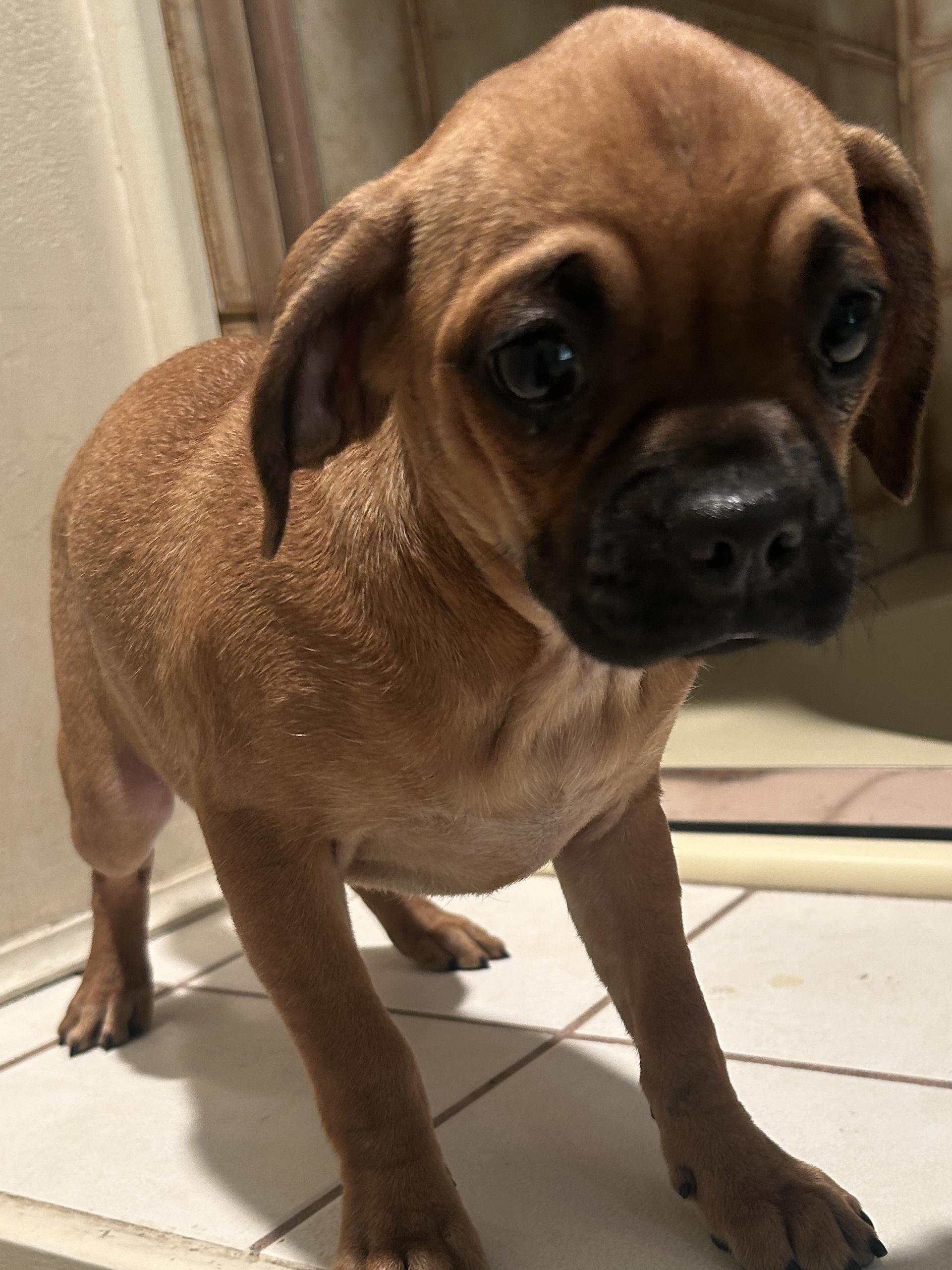 Enlarge PETULA, a ADOPTABLE mixed breed in El Cajon, CA image 2/6