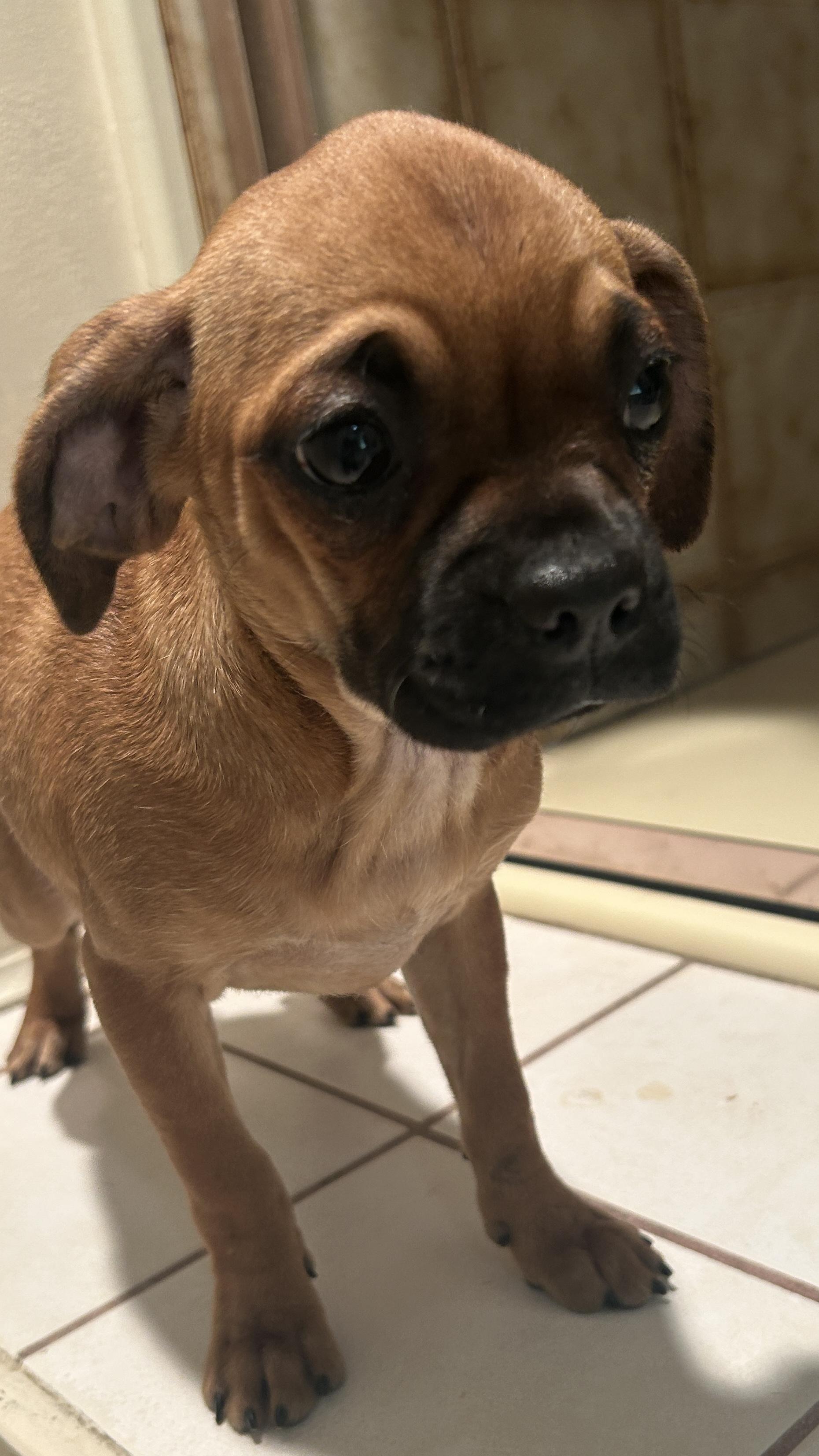 Enlarge PETULA, a ADOPTABLE mixed breed in El Cajon, CA image 3/6