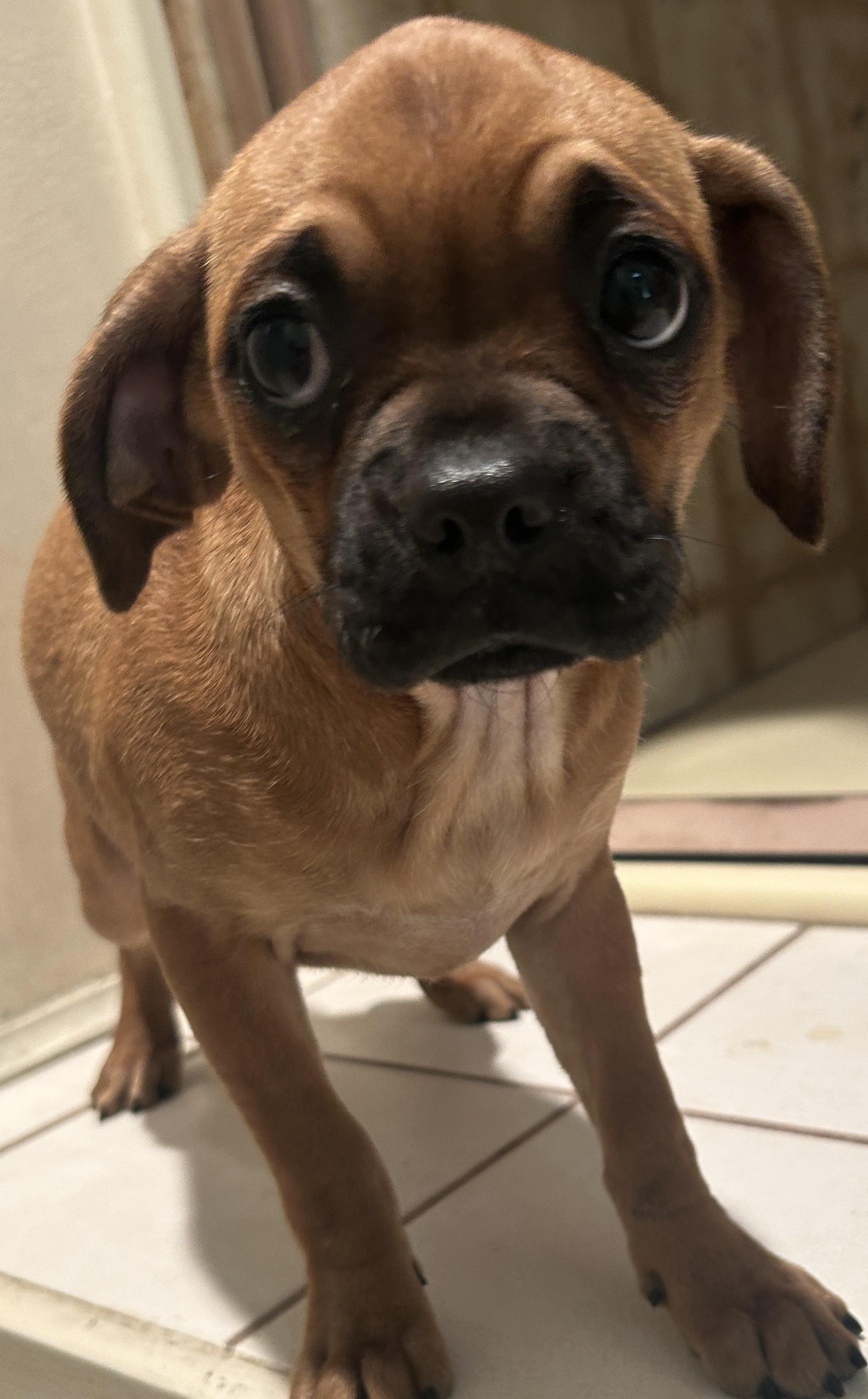 Enlarge PETULA, a ADOPTABLE mixed breed in El Cajon, CA image 4/6