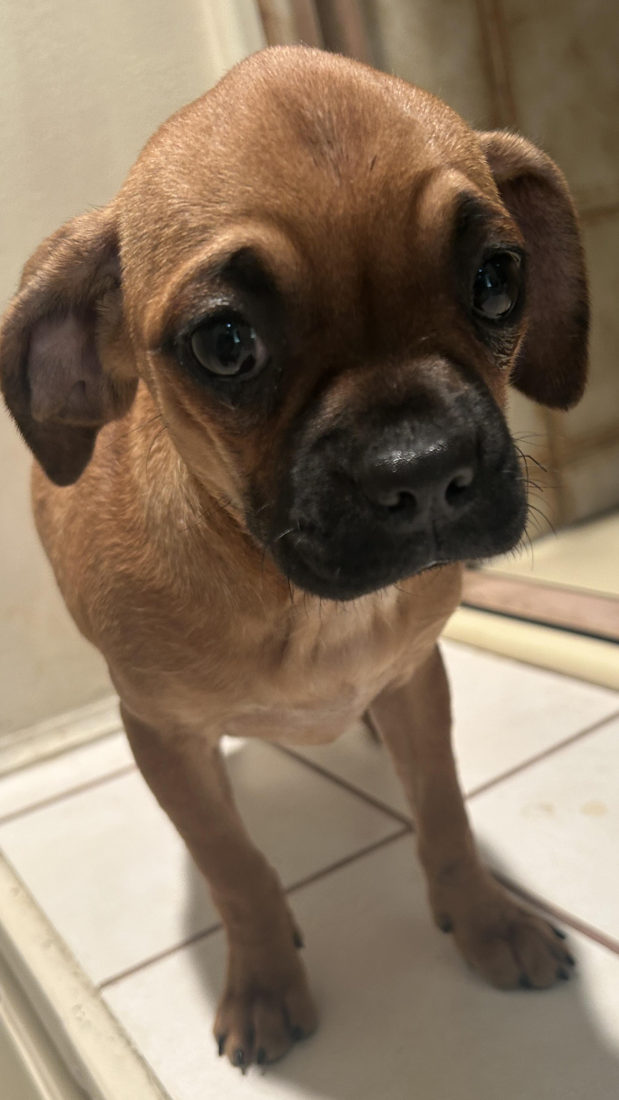 Enlarge PETULA, a ADOPTABLE mixed breed in El Cajon, CA image 5/6