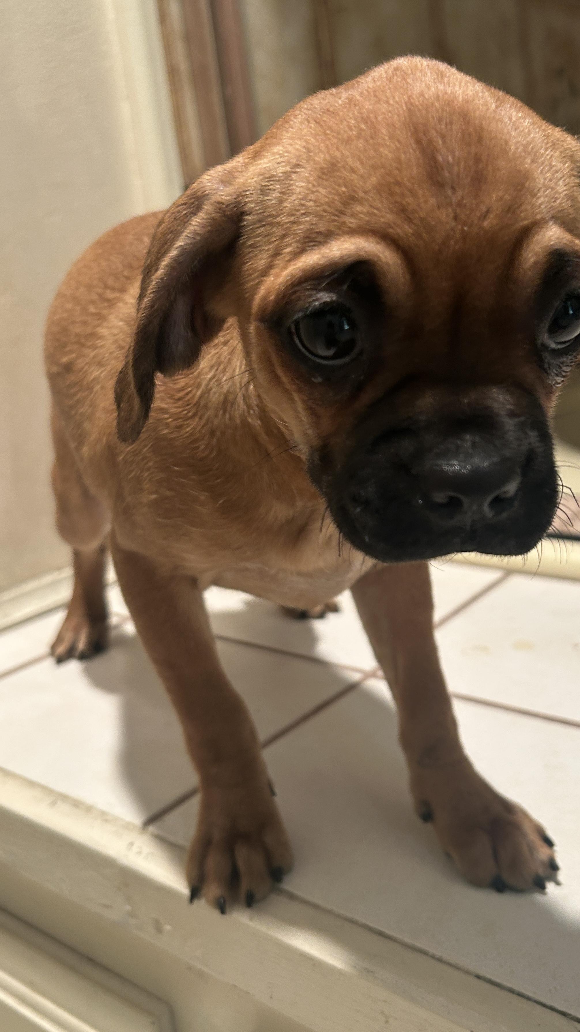 Enlarge PETULA, a ADOPTABLE mixed breed in El Cajon, CA image 6/6