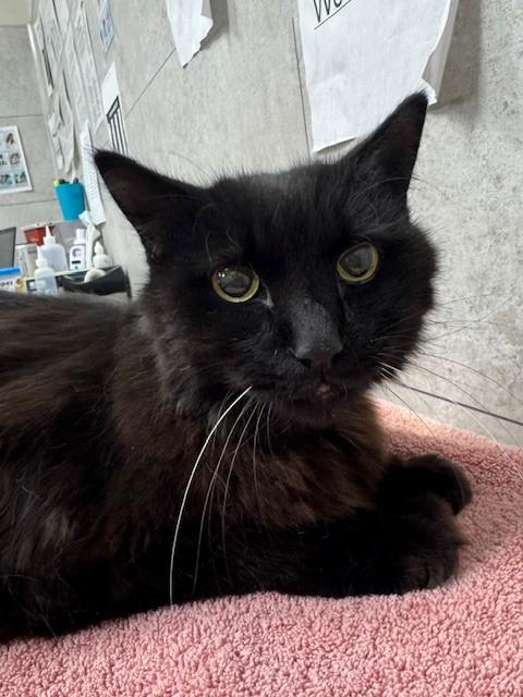MEAW MEAW, Adoptable, Senior Male Domestic Long Hair.