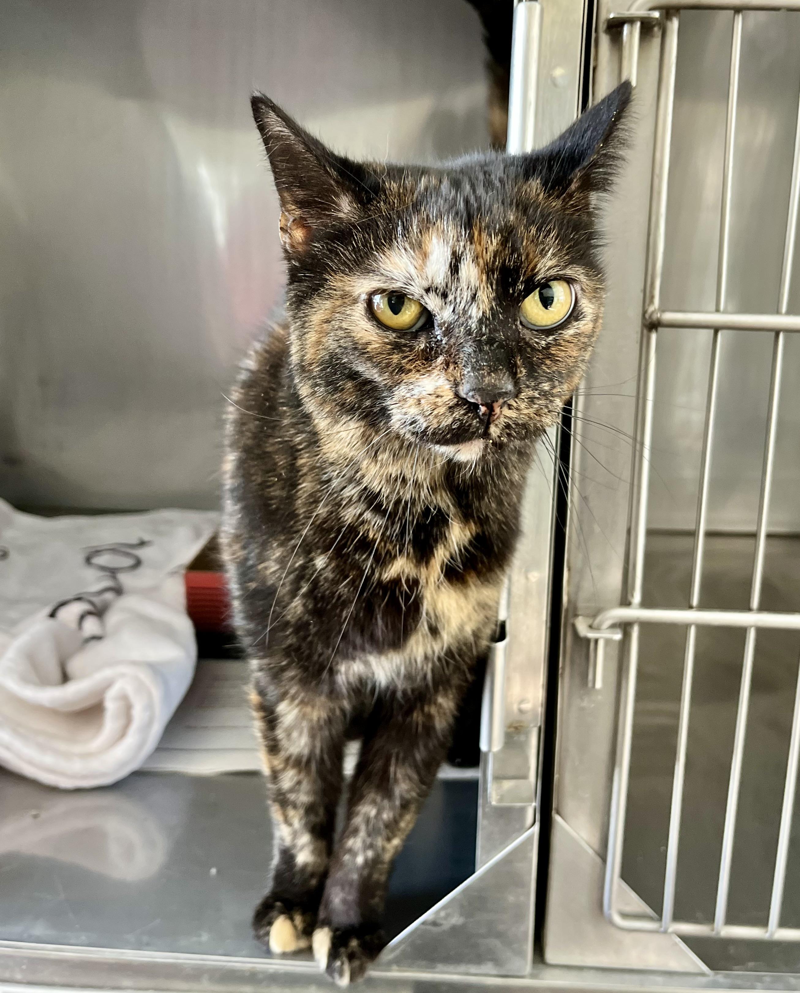 Emmy, adopted, Adult Female Domestic Short Hair.