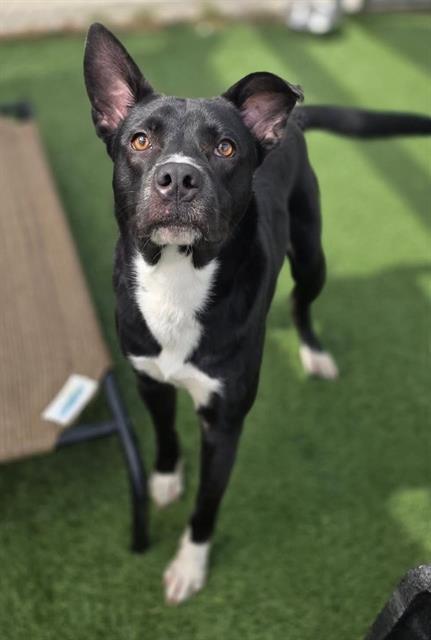 Enlarge DAKOTA, a Adoptable Mixed Breed in Columbia, SC image 1/1