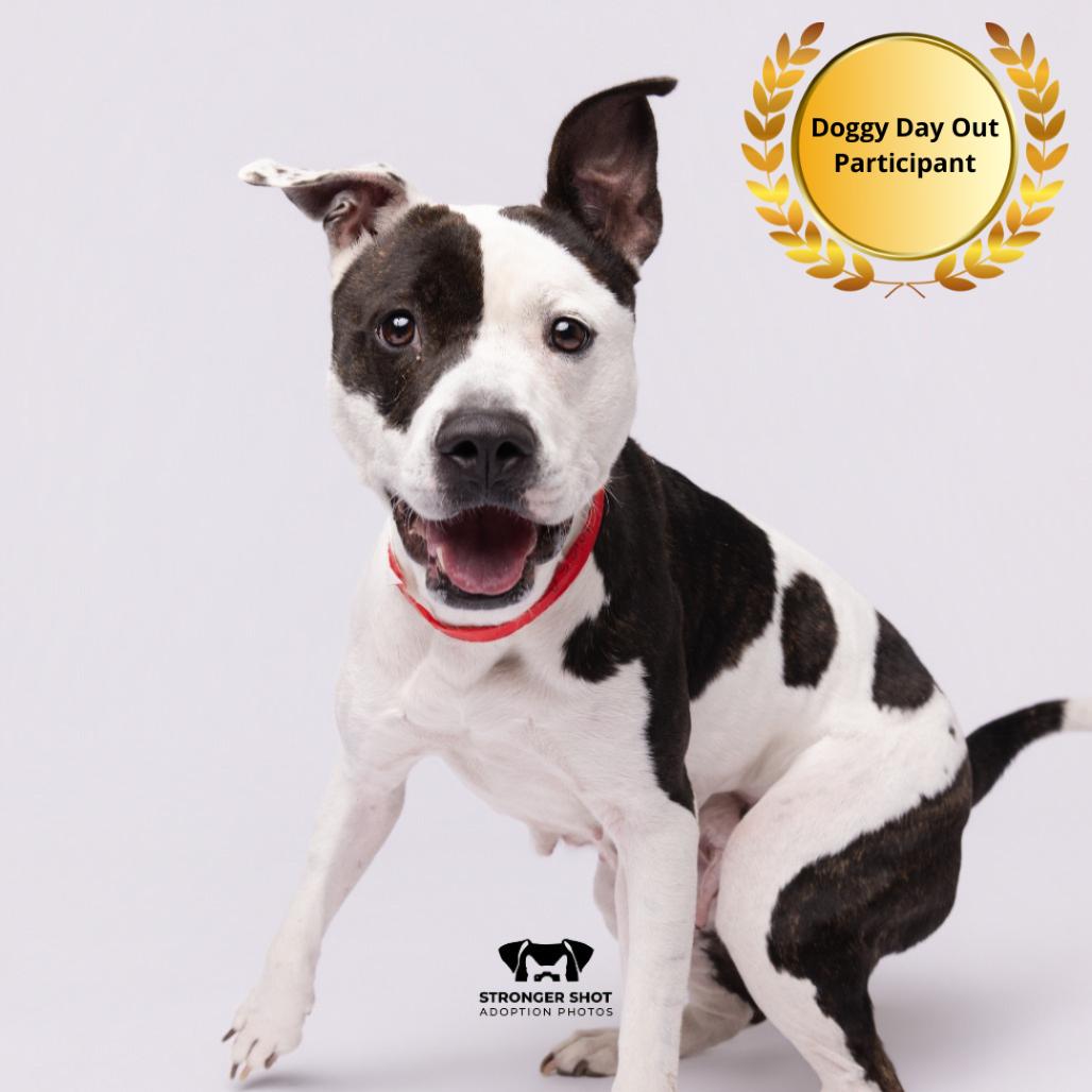 Enlarge Larissa, a Adoptable mixed breed in Tampa, FL image 1/6