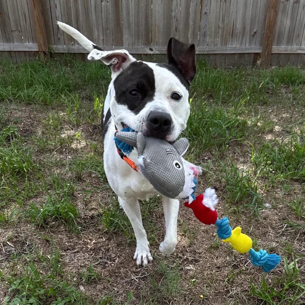 Enlarge Larissa, a Adoptable mixed breed in Tampa, FL image 2/6