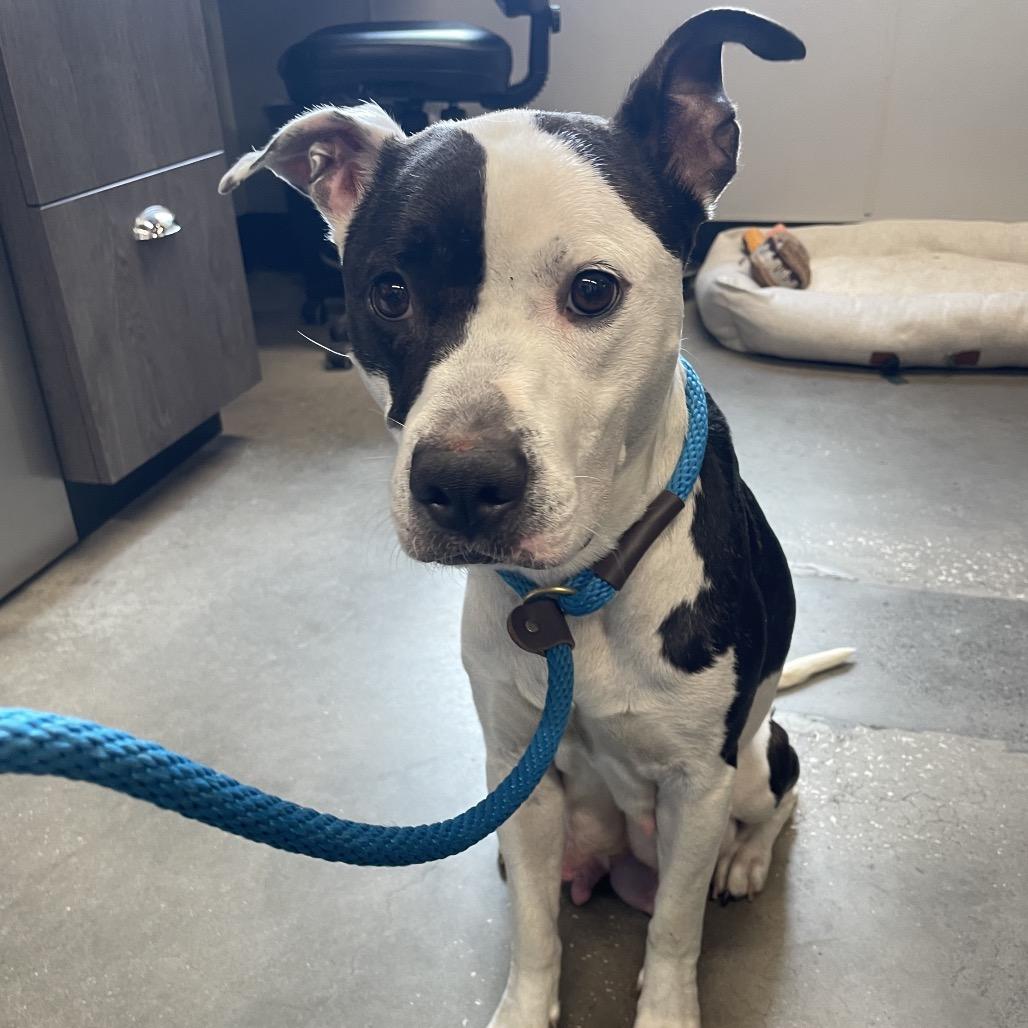 Enlarge Larissa, a Adoptable mixed breed in Tampa, FL image 3/6