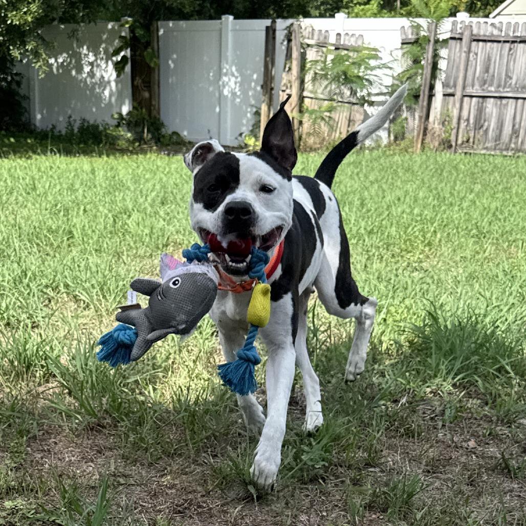 Enlarge Larissa, a Adoptable mixed breed in Tampa, FL image 4/6