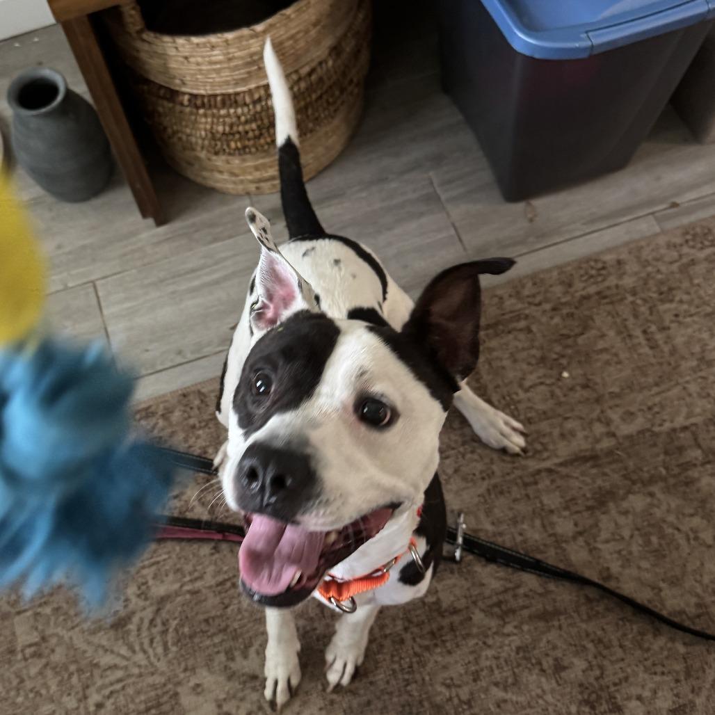 Enlarge Larissa, a Adoptable mixed breed in Tampa, FL image 5/6