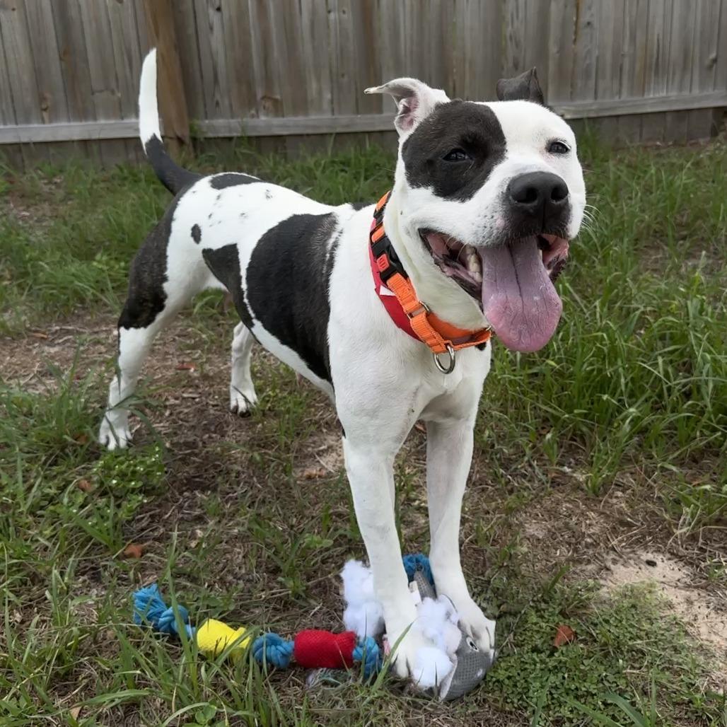 Enlarge Larissa, a Adoptable mixed breed in Tampa, FL image 6/6