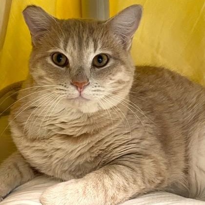 Enlarge Anderson (and Gloria) in foster, a Adoptable Domestic Short Hair in Santa Cruz, CA image 1/2