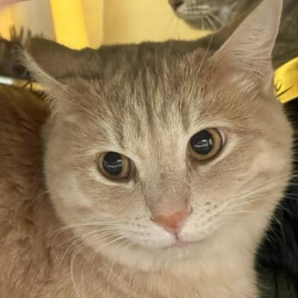 Enlarge Anderson (and Gloria) in foster, a Adoptable Domestic Short Hair in Santa Cruz, CA image 2/2