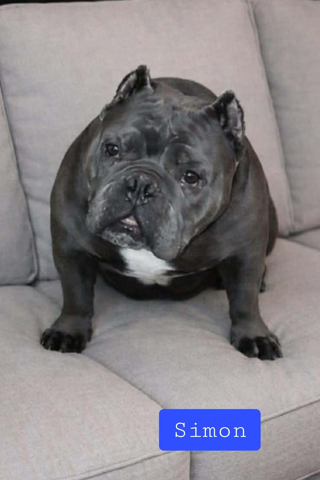 Enlarge Simon , a ADOPTABLE mixed breed in Stockbridge, GA image 2/3
