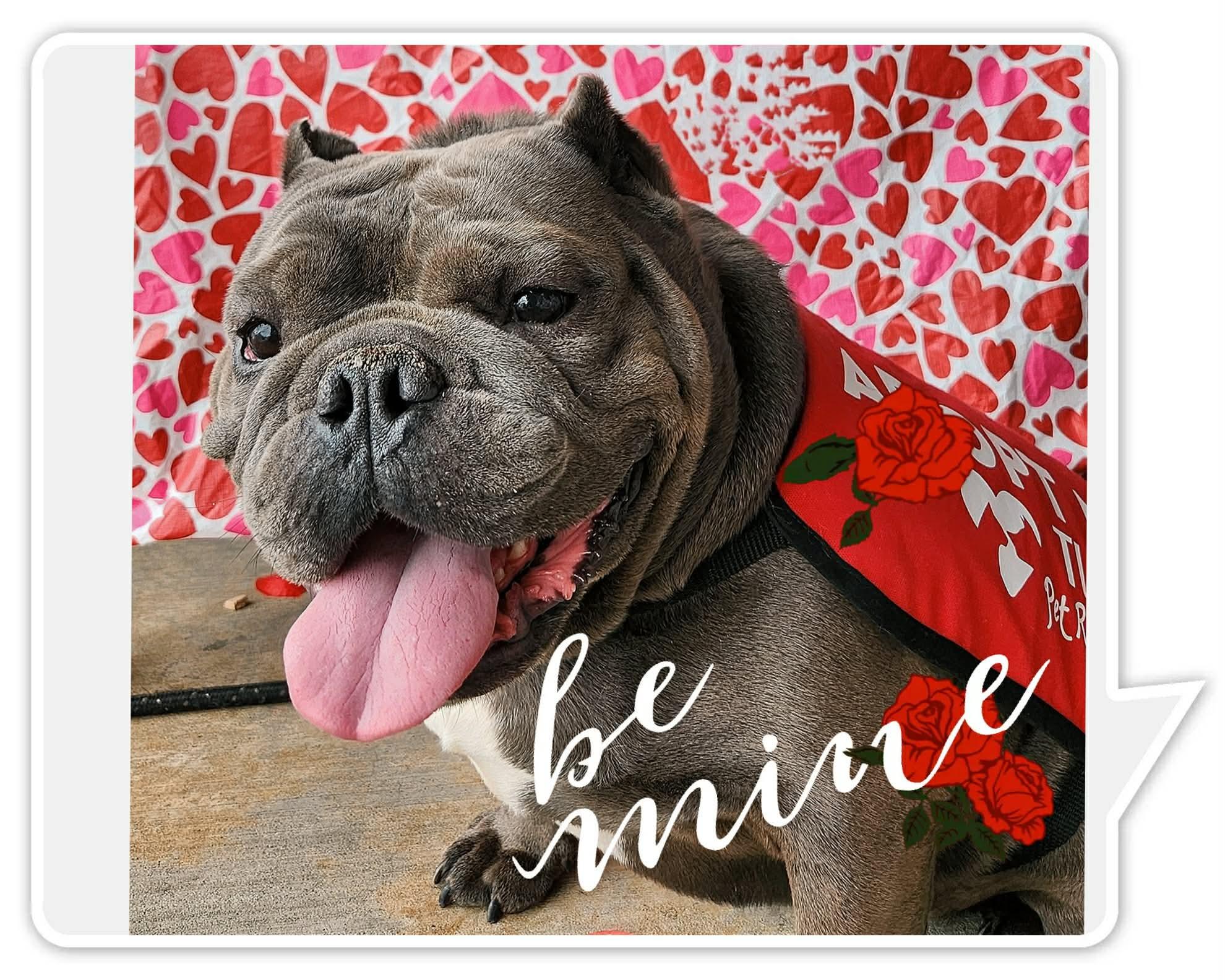 Enlarge Simon , a ADOPTABLE mixed breed in Stockbridge, GA image 1/3