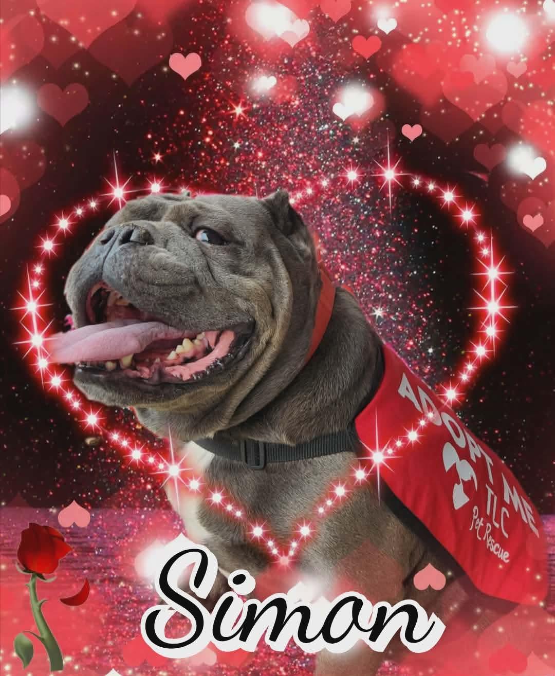 Enlarge Simon , a ADOPTABLE mixed breed in Stockbridge, GA image 3/3