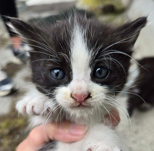 Birch, Adoptable, Kitten Male Domestic Short Hair.