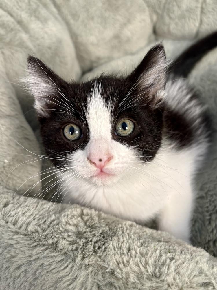 Enlarge Birch, a Adoptable Domestic Short Hair in Salinas, CA image 2/6